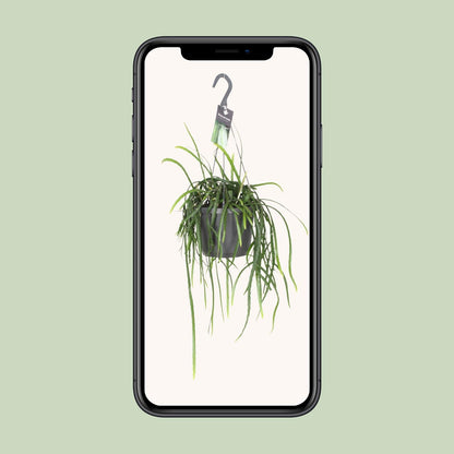 Lepisium Bolivianum Kaktus Ø17cm, Höhe 40cm – Pflegeleicht & Robust