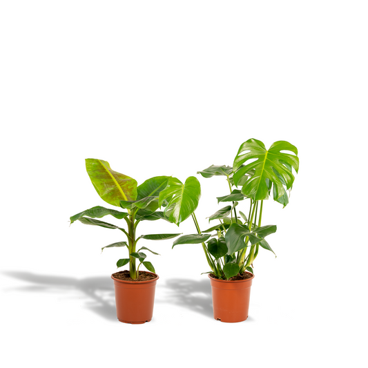 Monstera & Musa Set – Tropische Zimmerpflanzen Ø21cm