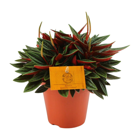 Peperomia Caperata Rosso – Pflegeleichte Zimmerpflanze Ø12cm