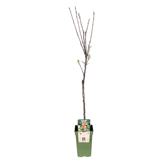 Malus Domestica Elstar – Apfelbaum im Topf Ø19cm, ca. 60cm hoch