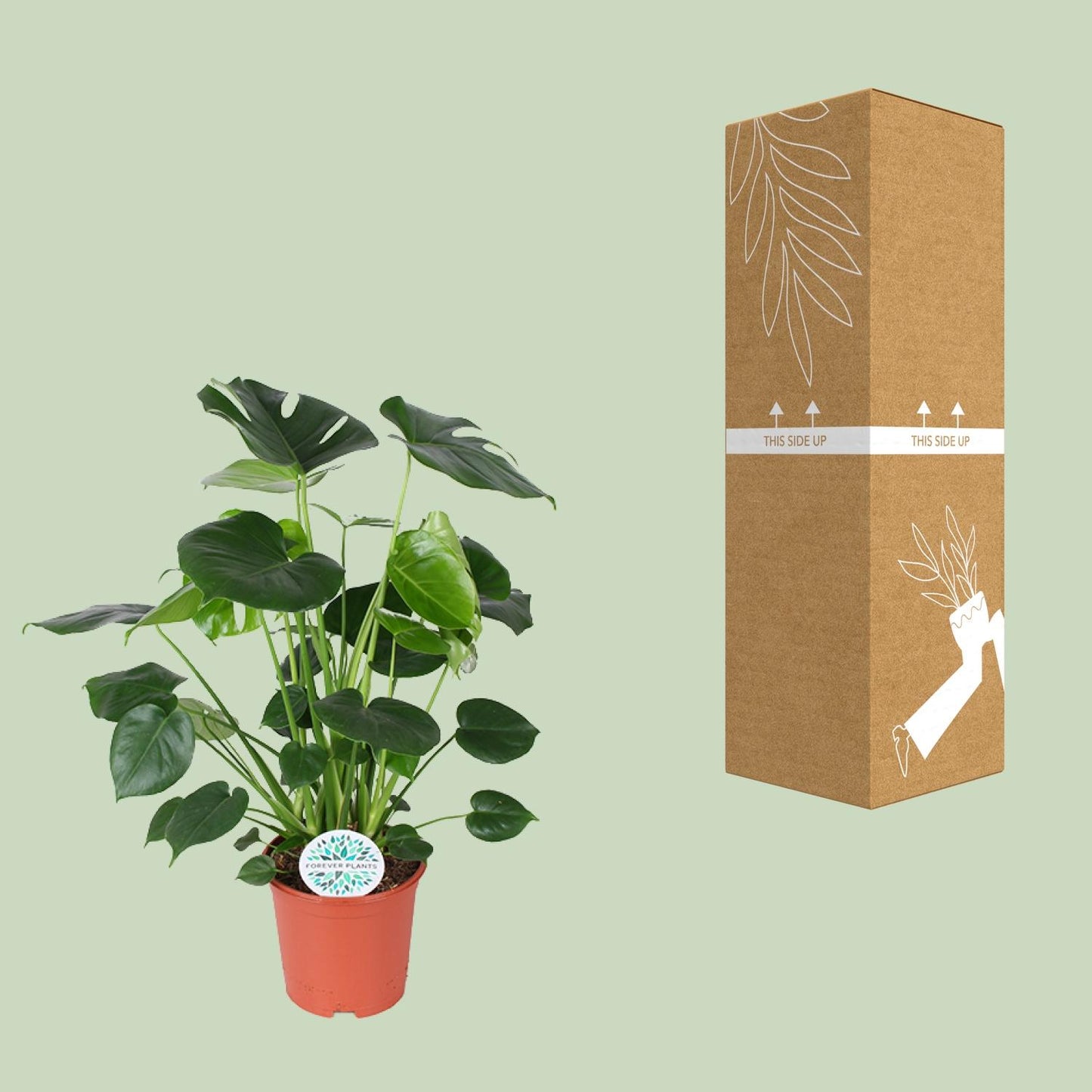 Monstera Deliciosa Ø21cm – Luftreinigende Trendpflanze