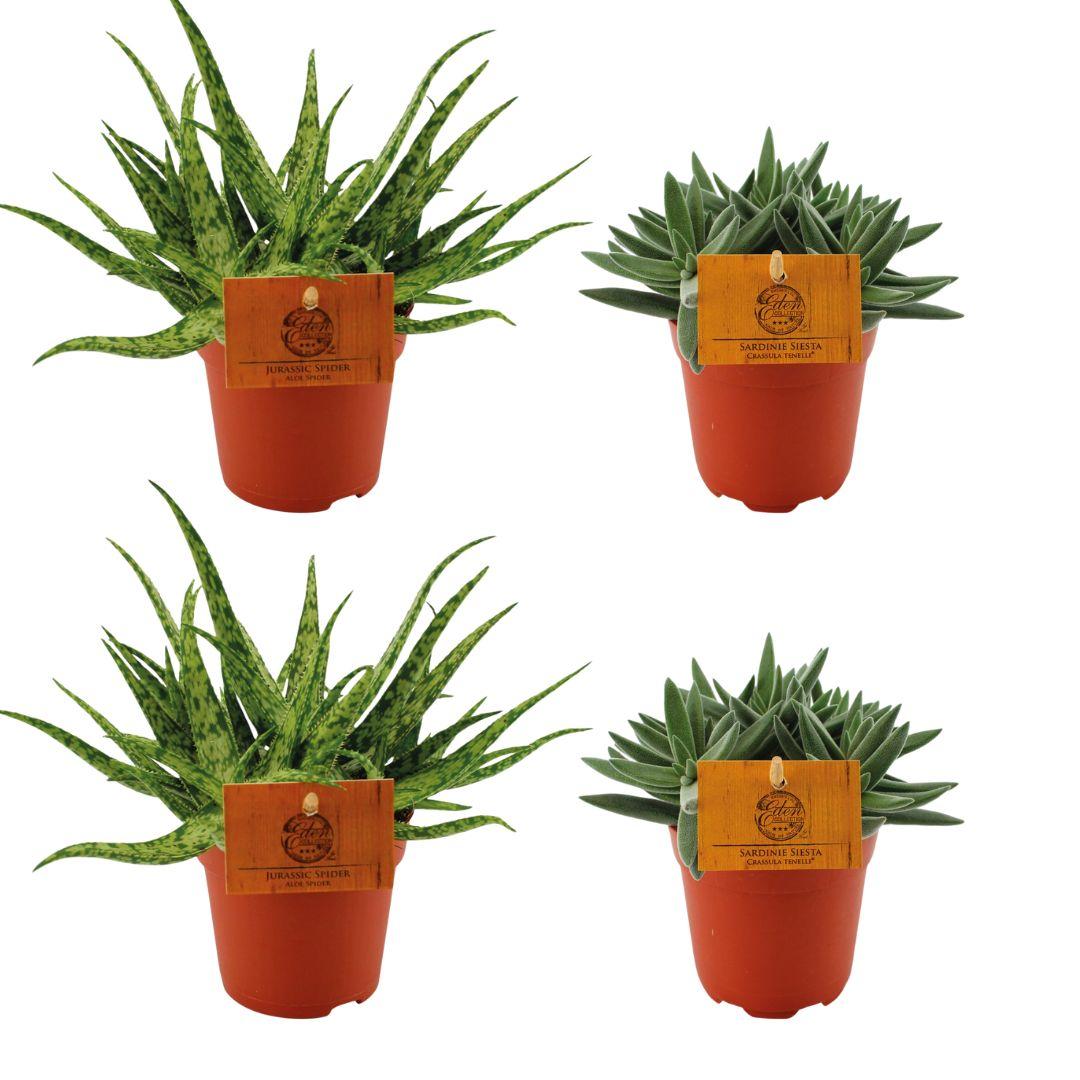 4er Set Aloe Spider & Crassula Tenelli – Ø10,5 cm, pflegeleicht