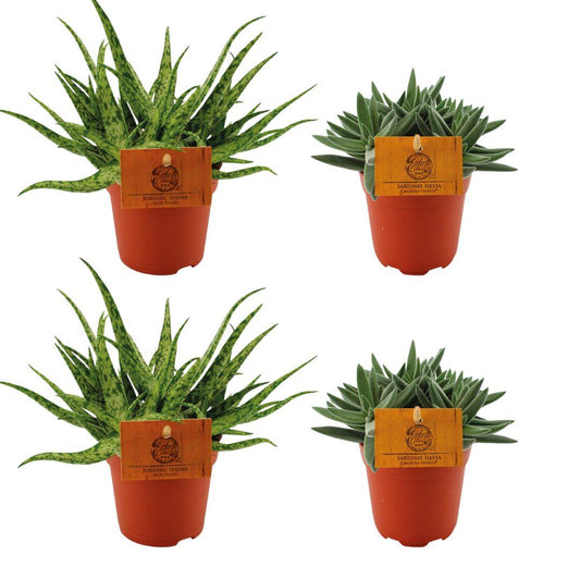 4er Set Aloe Spider & Crassula Tenelli – Ø10,5 cm, pflegeleicht