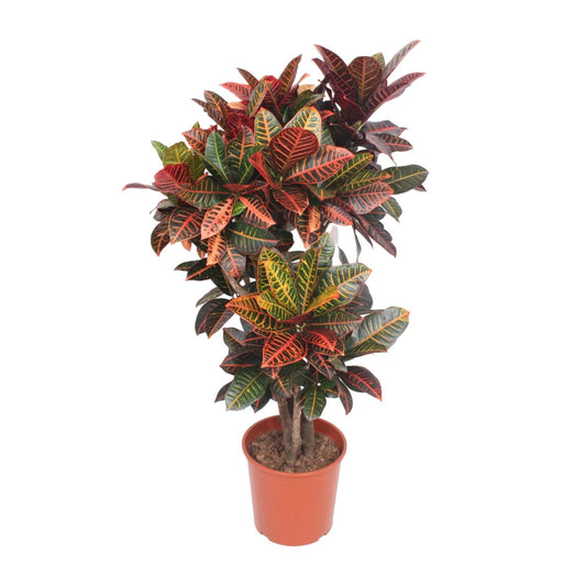 Codiaeum Petra (Croton Petra) – Farbintensive Zimmerpflanze Ø30cm