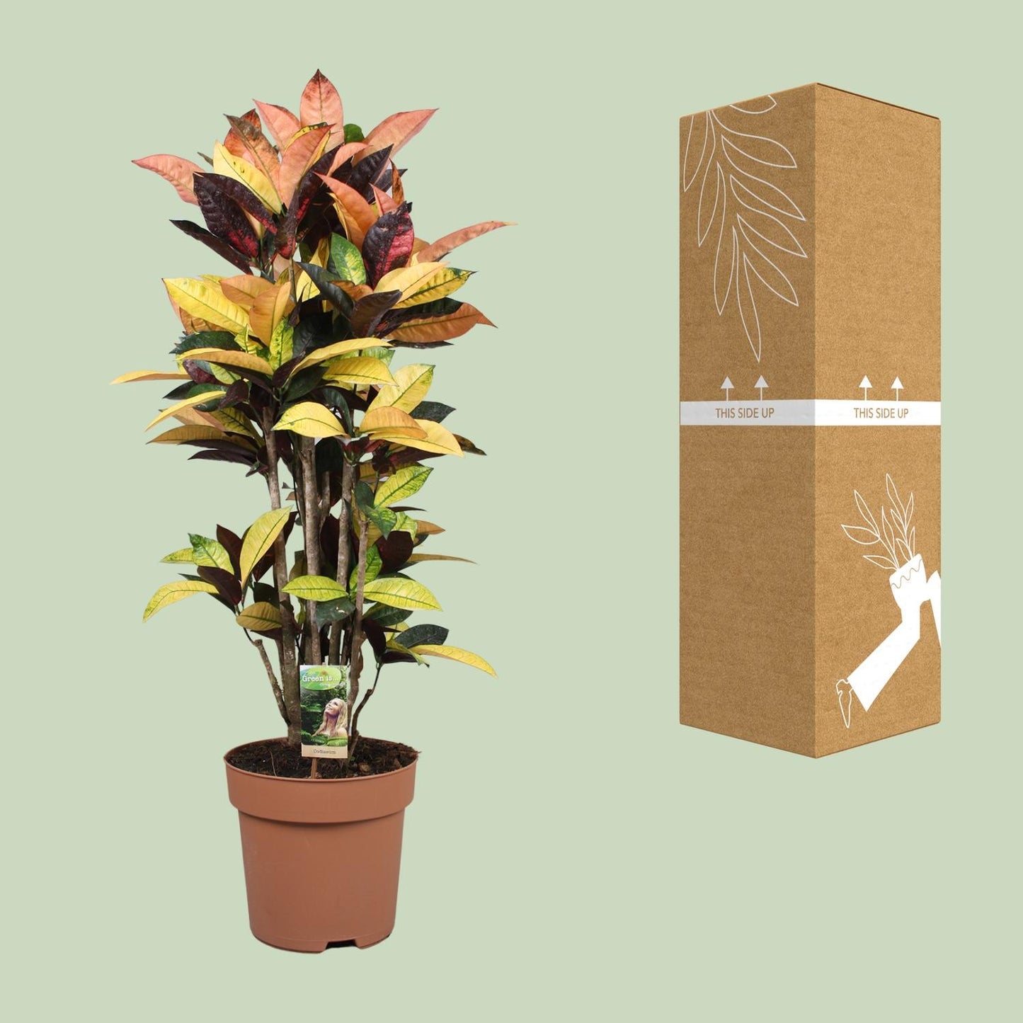 Codiaeum Mrs Iceton – Bunte Croton Zimmerpflanze Ø27cm