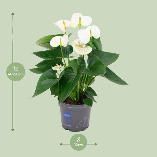 Anthurium White – Elegante Flamingoblume Ø12cm