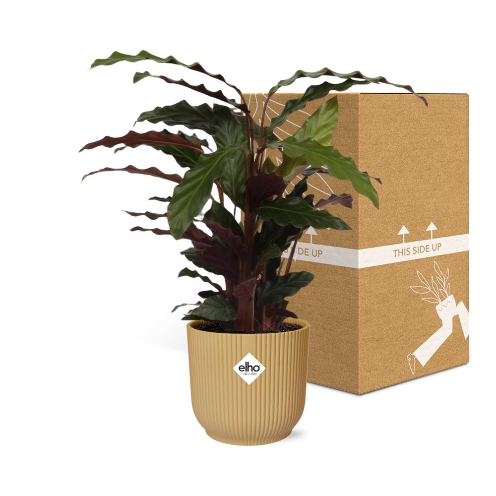 Calathea Rufibarba ‘Tropistar’ im ELHO Vibes Fold 14cm Gelb