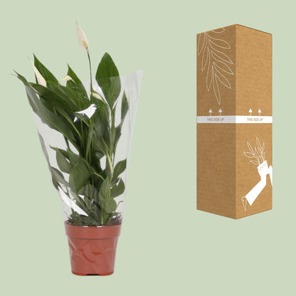 Spathiphyllum Alana – Pflegeleichte, luftreinigende Zimmerpflanze Ø12cm