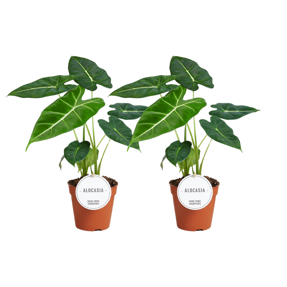 Alocasia Frydek 2er Set – pflegeleichte Trendpflanze Ø12cm