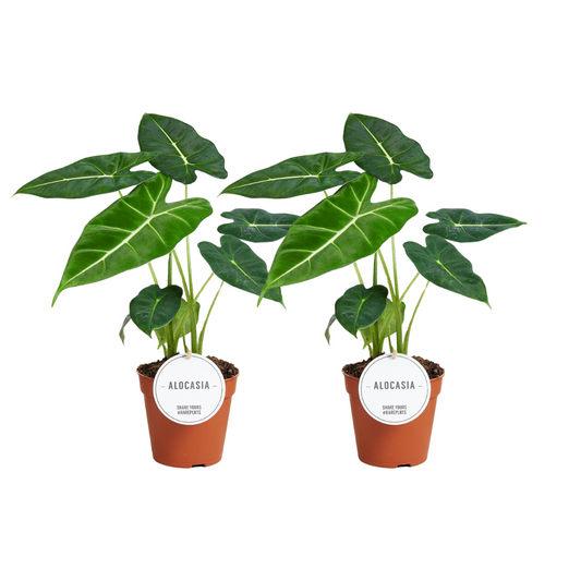 Alocasia Frydek 2er Set – pflegeleichte Trendpflanze Ø12cm