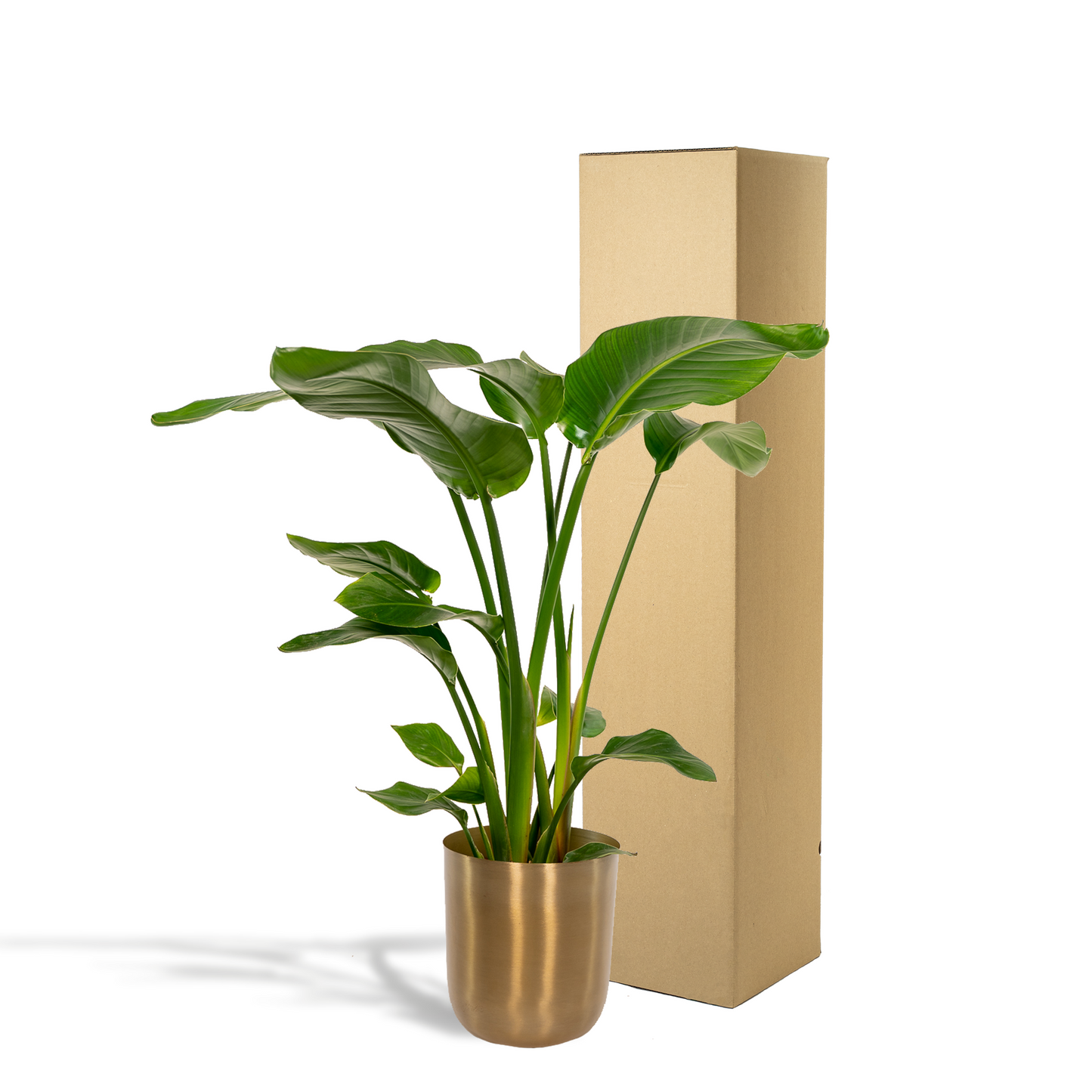 Strelitzia Nicolai Ø19cm – 90cm mit Mayk Gold Topf
