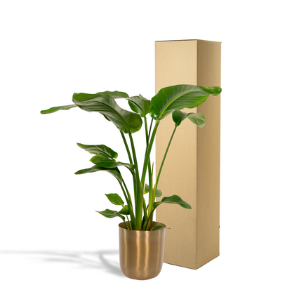 Strelitzia Nicolai Ø19cm – 90cm mit Mayk Gold Topf