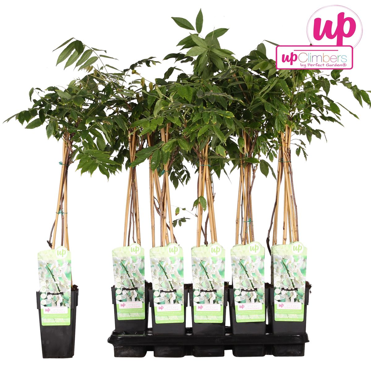 Wisteria floribunda 'Longissima Alba' – Weißer Regen Ø15cm, ca. 65cm