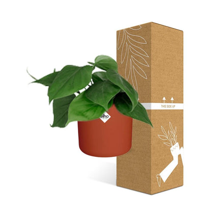 Philodendron Scandens – Pflegeleichte Zimmerpflanze 14 cm