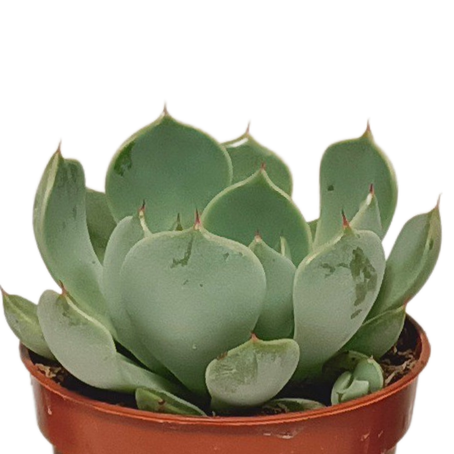 Vetplanten-Mischung 5,5 cm – 10er Set ohne Topf