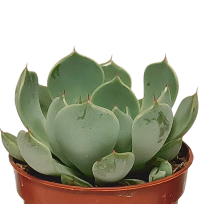 Vetplanten-Mischung 5,5 cm – 10er Set ohne Topf