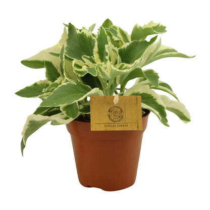 Kalanchoe Laciniata – Pflegeleichte Blütenpracht Ø12cm