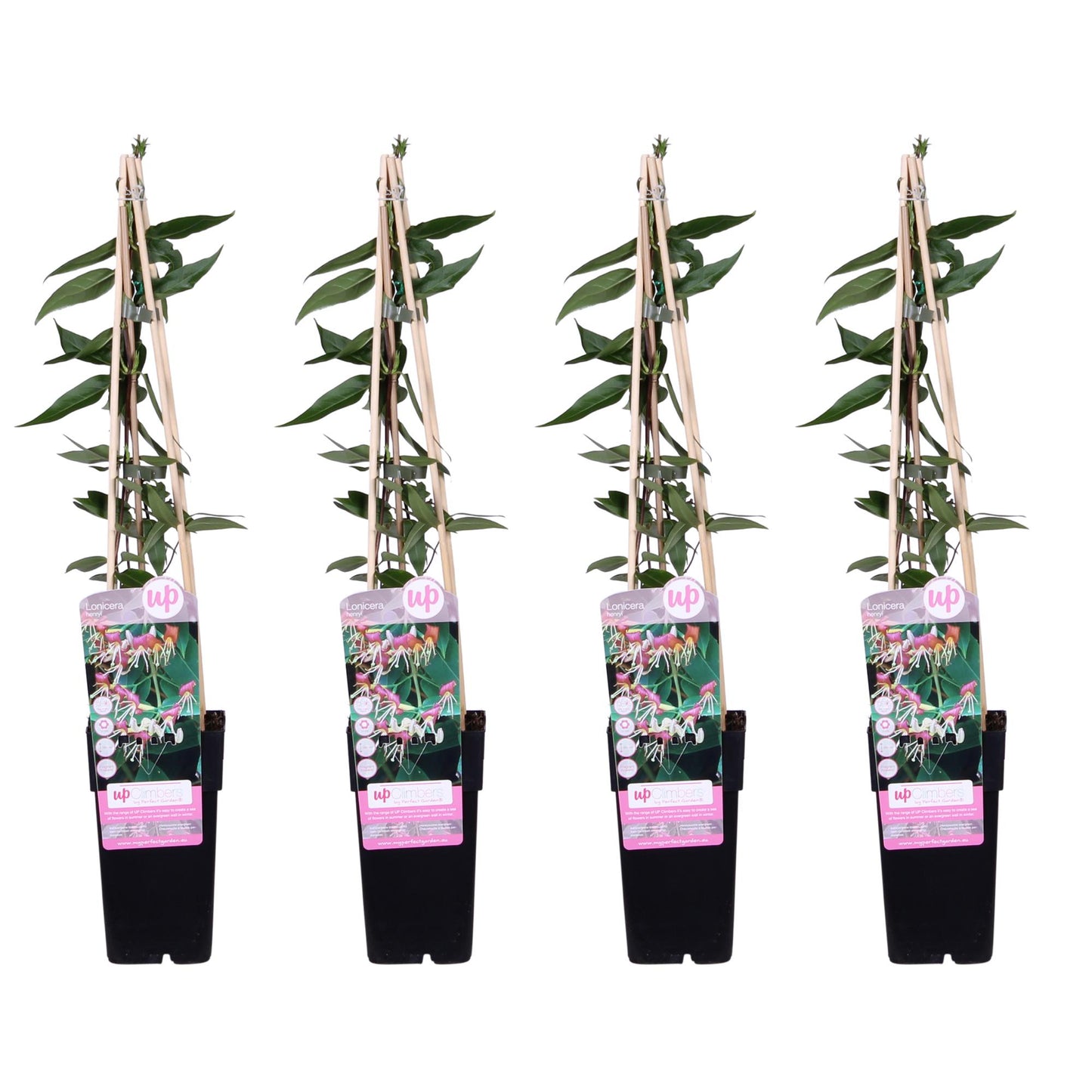 Immergrünes Geißblatt 'Copper Beauty' – Duftende Kletterpflanze 65 cm