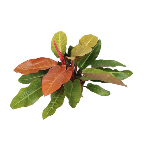 Philodendron 'Prince of Orange' – 75 cm pflegeleichte Zimmerpflanze