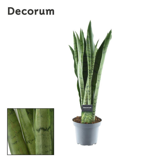 Sansevieria Spearmint – Pflegeleichte luftreinigende Zimmerpflanze