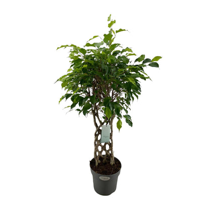 Birkenfeige 'Exotica' – Tropische Zimmerpflanze Ø24cm, 100cm hoch
