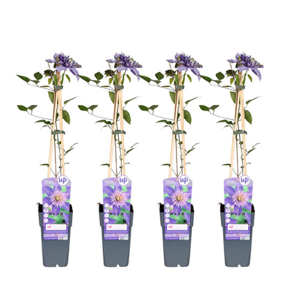 4x Clematis Multi Blue – Blühende, pflegeleichte Kletterpflanze