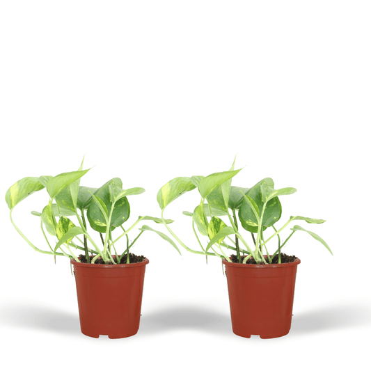 2x Epipremnum Aureum – pflegeleichte Kletterpflanze 20cm