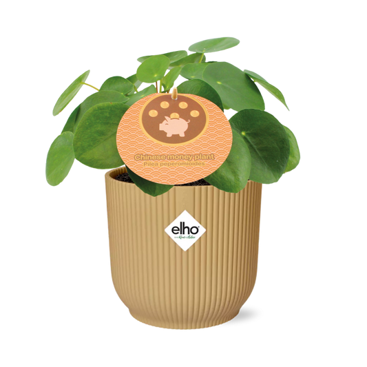 Pilea Peperomioides 12cm im gelben ELHO Vibes Fold Übertopf