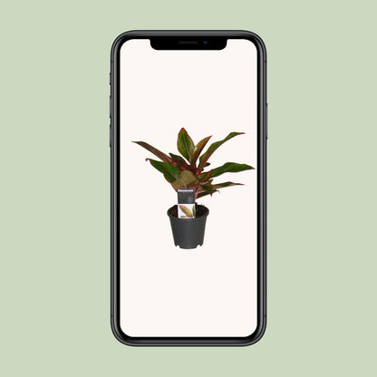 Aglaonema Crete – Pflegeleichte Zimmerpflanze Ø12cm