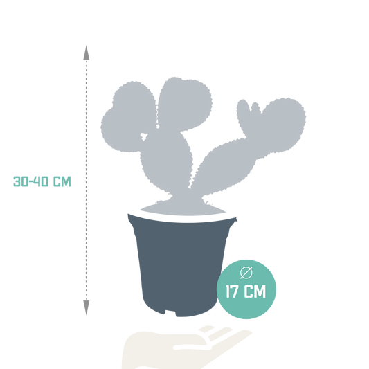 Opuntia microdasys – Pflegeleichter Zimmerkaktus 17 cm