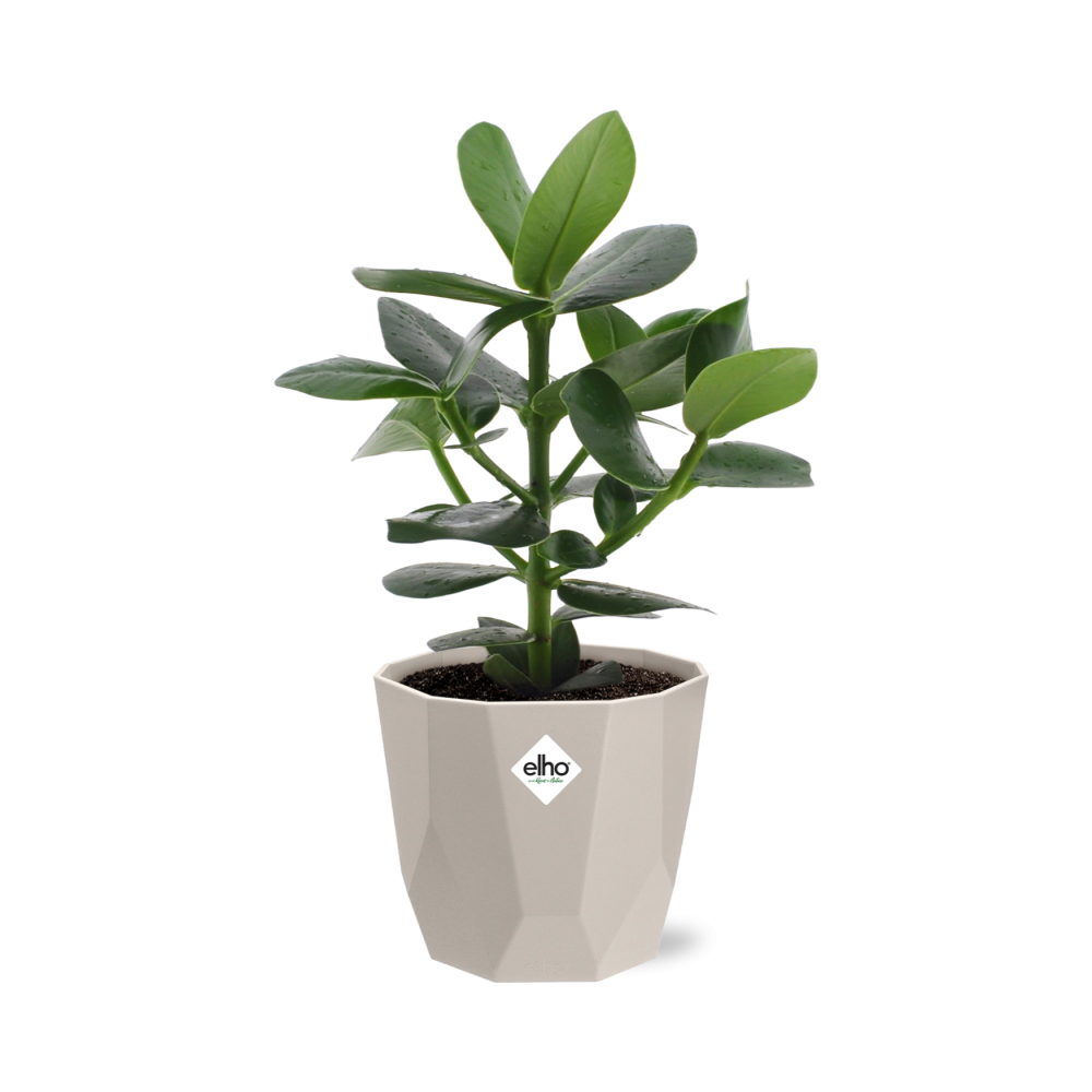 Clusia Princess in ELHO b.for rock 14 cm warm grey