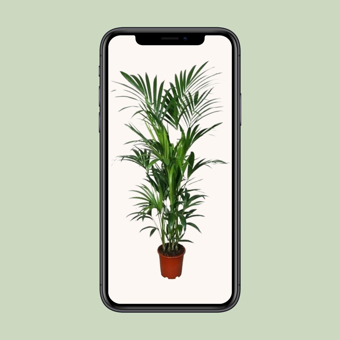 Kentia Palme – Elegante, pflegeleichte Zimmerpflanze 180 cm