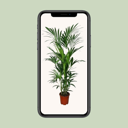 Kentia Palme – Elegante, pflegeleichte Zimmerpflanze 180 cm