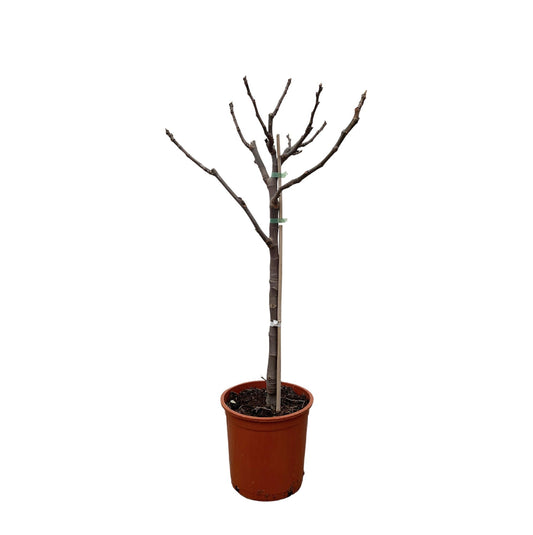 Ficus Carica op Stam – Pflegeleichter Feigenbaum 100 cm