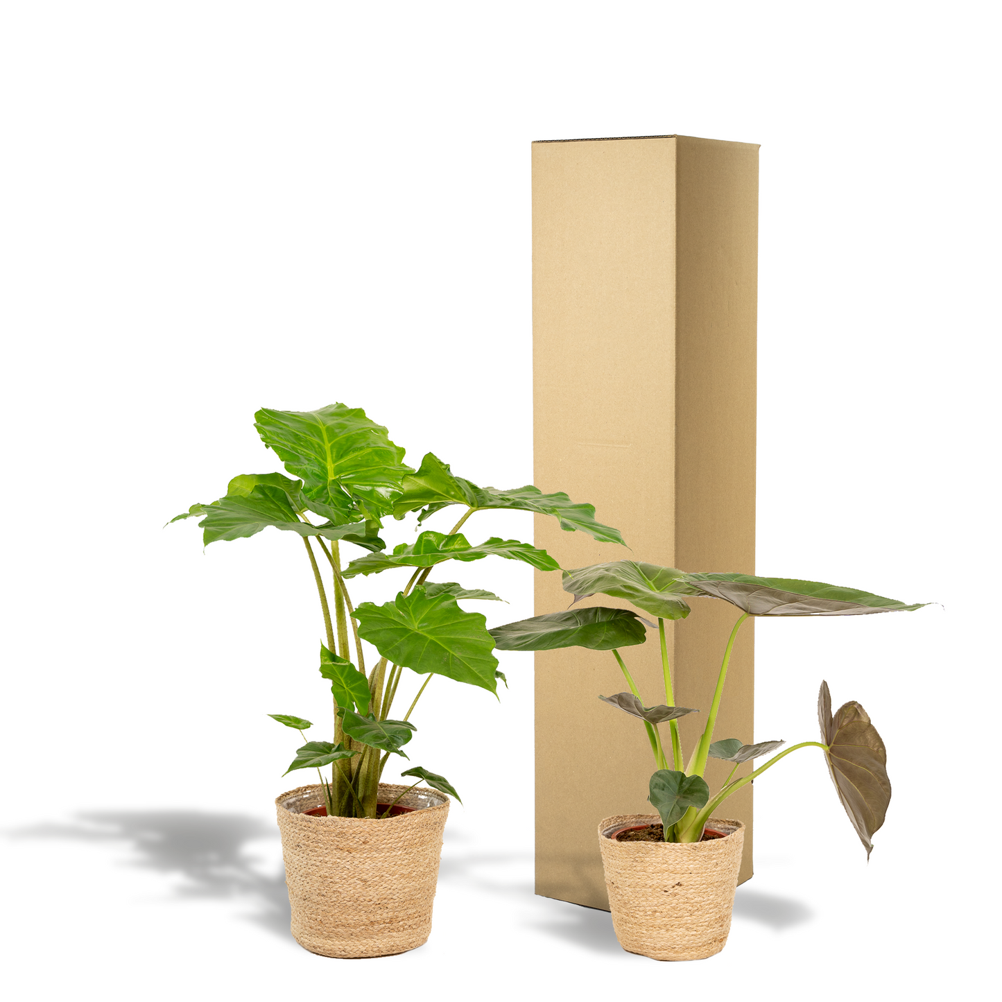 Alocasia Wentii & Portodora im Korb Ø19cm – Tropischer Zimmerpflanzen-Mix