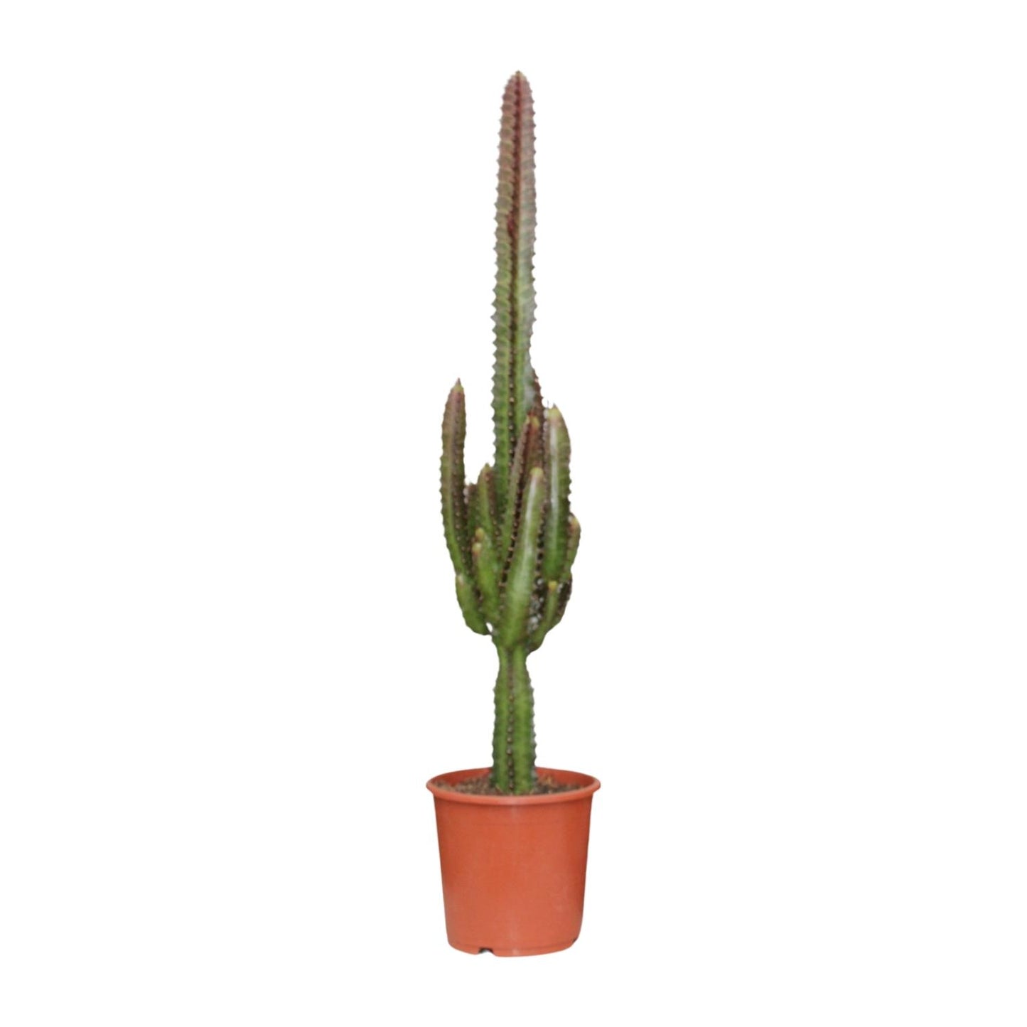 Euphorbia Trigona Rubra – Exotische Zimmerpflanze Ø17cm, bis 70cm hoch