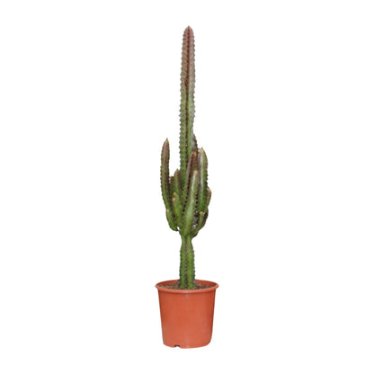 Euphorbia Trigona Rubra – Exotische Zimmerpflanze Ø17cm, bis 70cm hoch