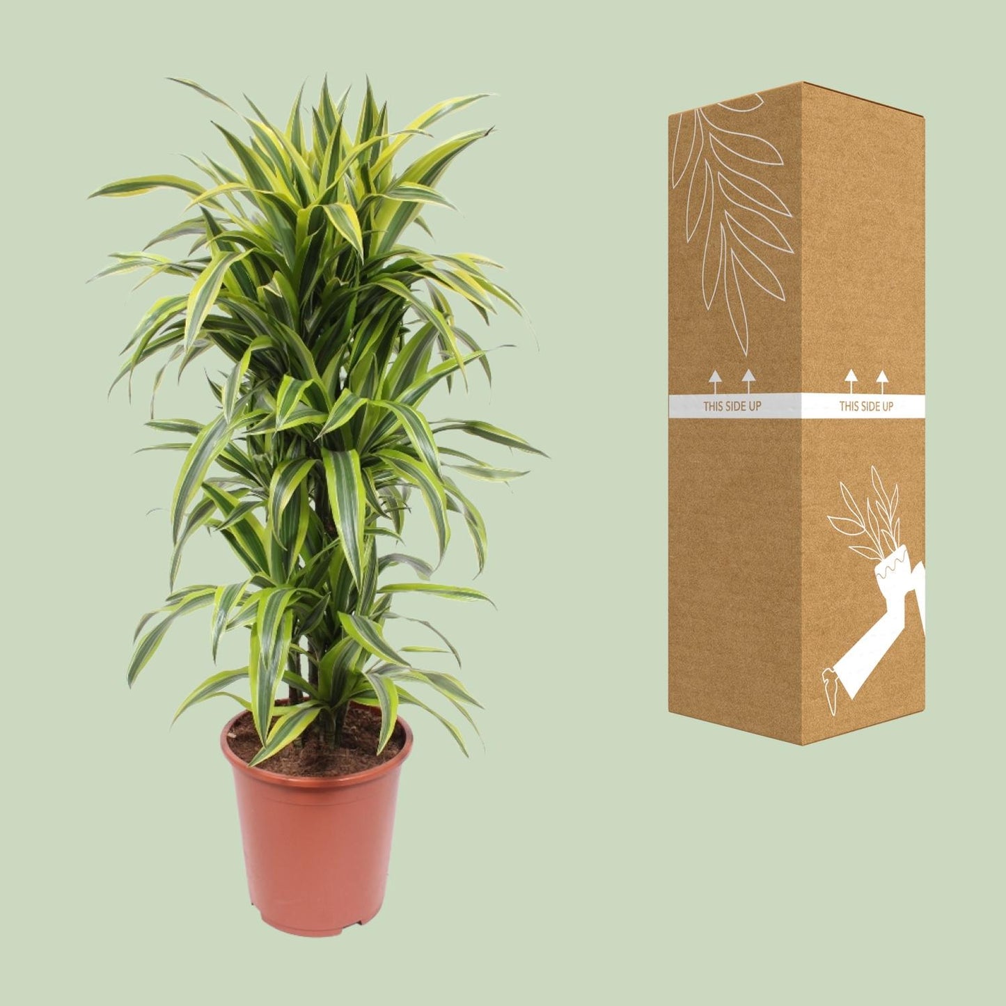 Dracaena Lemon Lime – Pflegeleichte Zimmerpflanze Ø27cm
