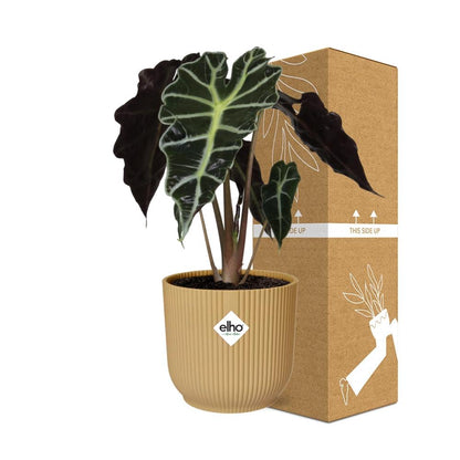 Alocasia ‘Polly’ – Tropische, pflegeleichte Zimmerpflanze im ELHO Vibes Fold Topf