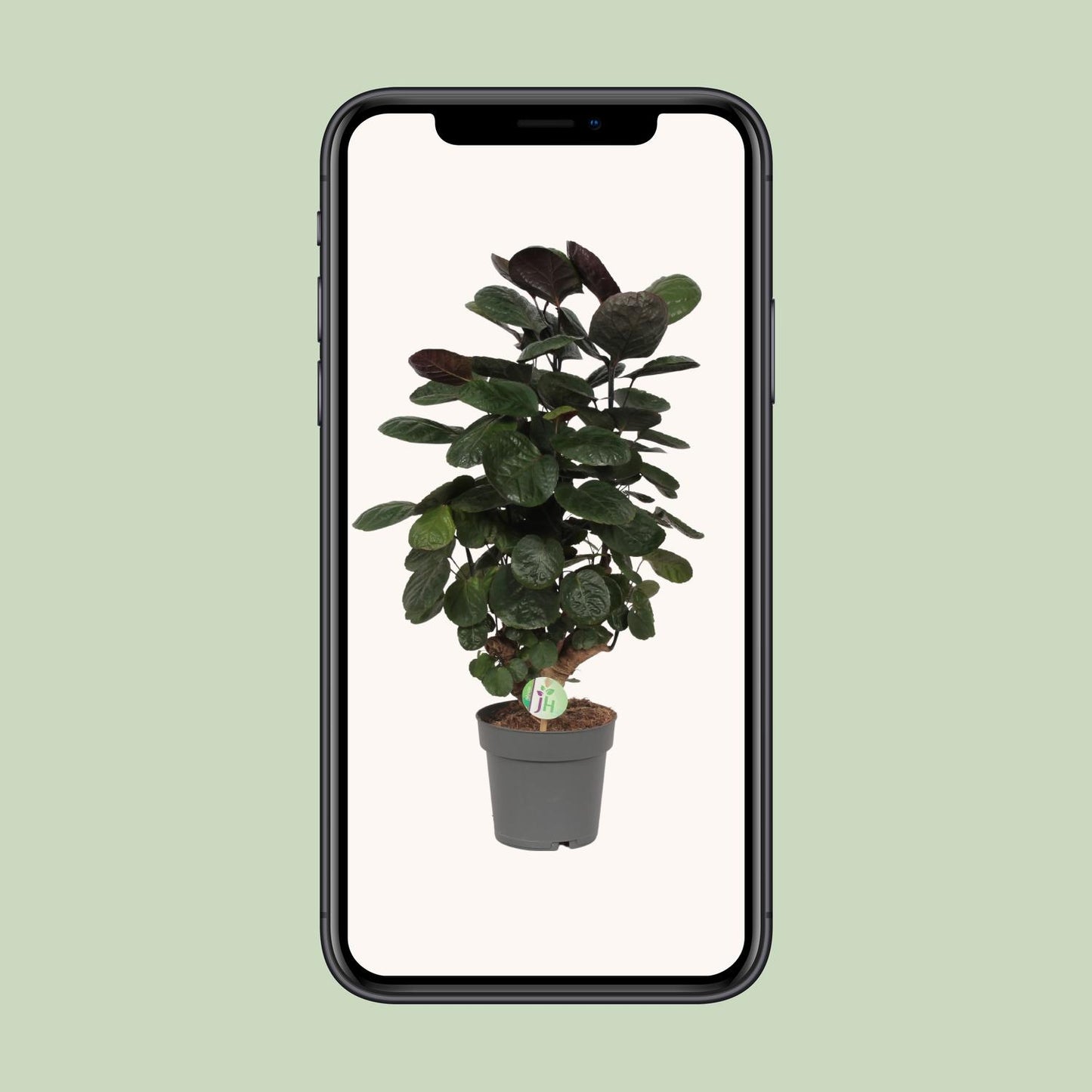 Polyscias Scutellaria Fabian – Exotische Zimmerpflanze Ø19cm
