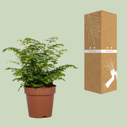 Adiantum Fritz Luthi – Frauenhaarfarn Ø12cm, 35cm hoch