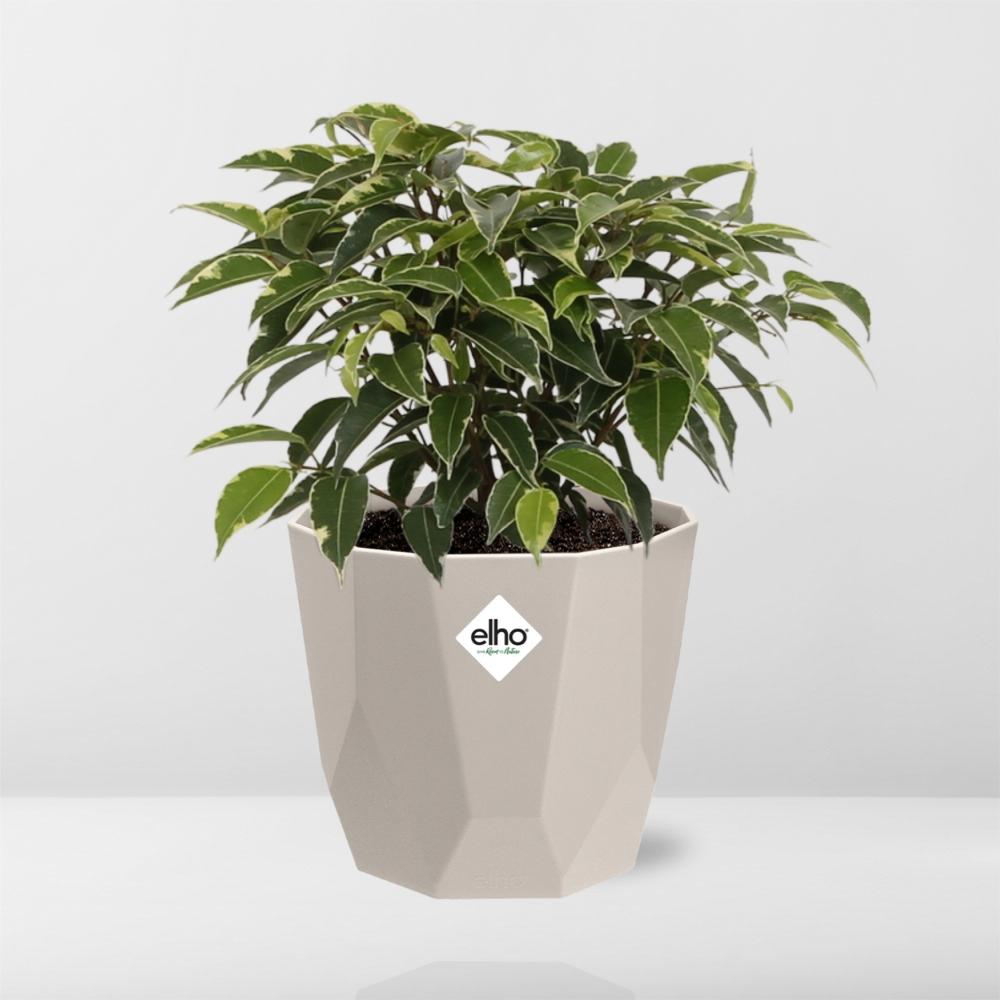 Ficus Benjamina Kinky – Pflegeleichte Zimmerpflanze im ELHO Topf