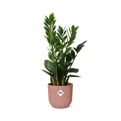 Zamioculcas – Pflegeleichte ZZ-Pflanze im ELHO Vibes Fold Topf 14cm rosa