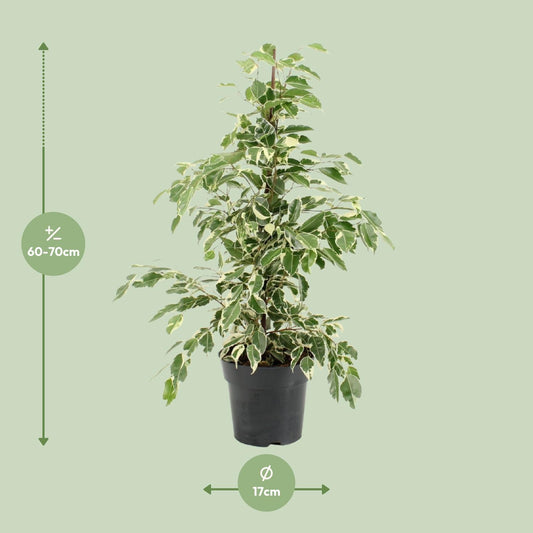 Ficus Benjamina Twilight – Elegante, pflegeleichte Zimmerpflanze Ø17cm