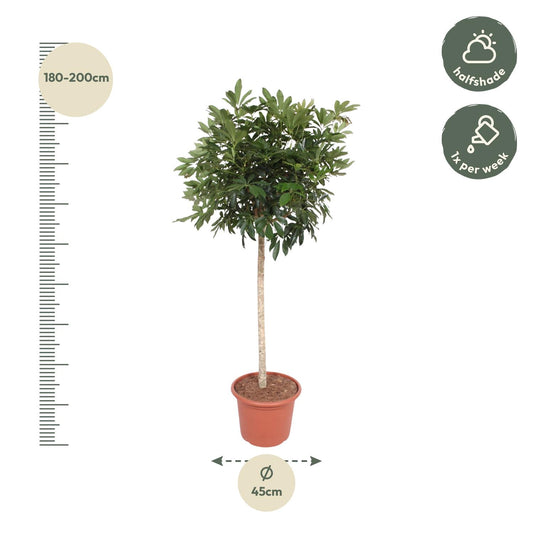 Schefflera Arboricola Compacta – Pflegeleichte Strahlenaralie 190 cm