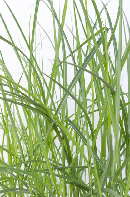 Miscanthus sinensis Ferner Osten – Pflegeleichtes Ziergras Ø19cm