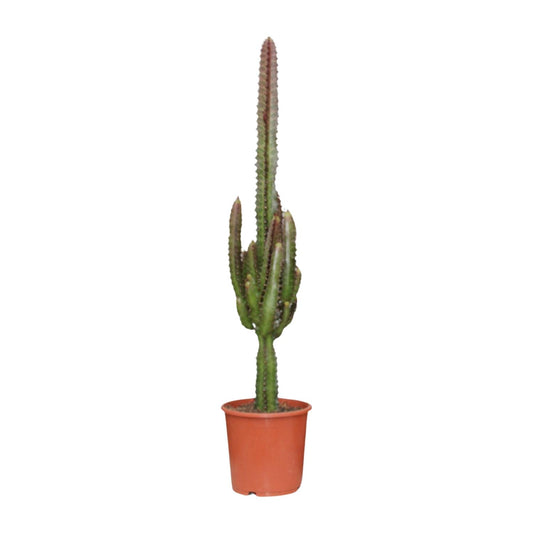 Dreiecksmilch Rubra – Exotische, pflegeleichte Zimmerpflanze Ø17cm