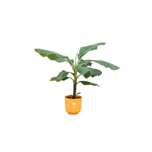 Bananenpflanze (Musa) im gelben Elho Jazz Round Topf Ø23 – 100 cm