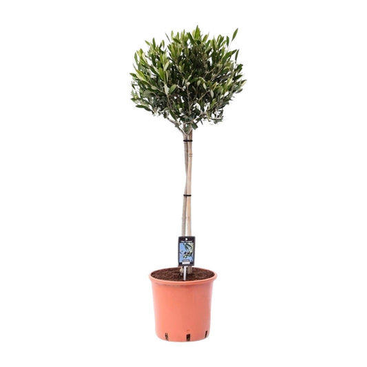 Gewöhnliche Olive (Olea europaea) Ø22cm, ca. 100cm hoch