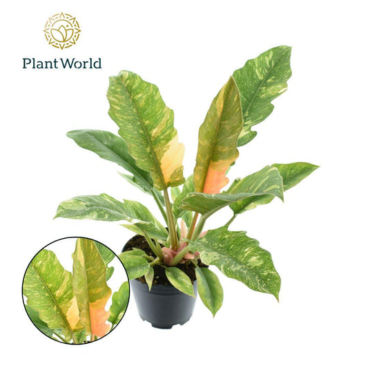Philodendron Ring of Fire – Exotische, pflegeleichte Zimmerpflanze Ø14cm